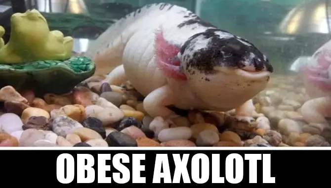 Obese Axolotl