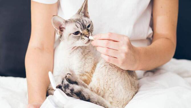 A Comprehensive Review of Lysine For Cats Side Effects & Remedies