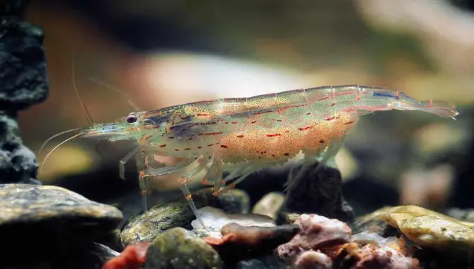 Amano Shrimp Pregnancy