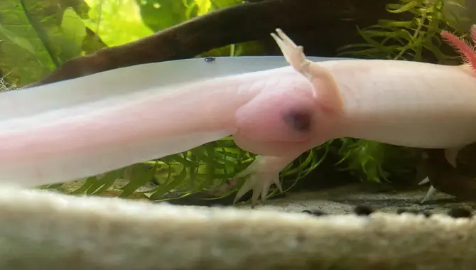 Axolotl Is Due A Big Poop