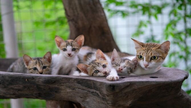 Benefits of Mother Cat's Raise Her Kittens With Discipline