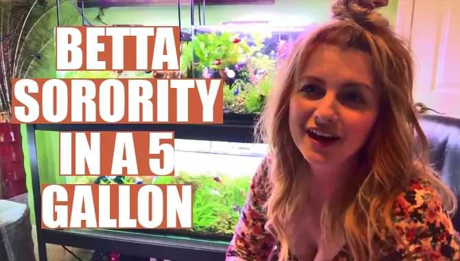 All About Betta Sorority In A 5 Gallon – [You Should To Know]