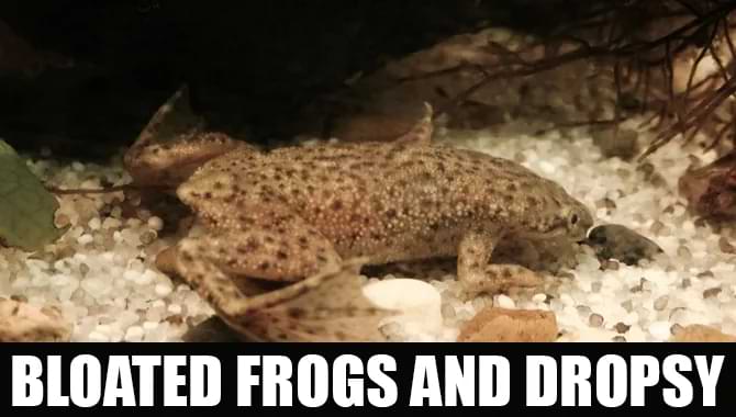 Bloated Frogs And Dropsy – A Details Guide For You!!!