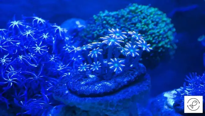 Blue Light's Effect on Unwanted Algae Growth