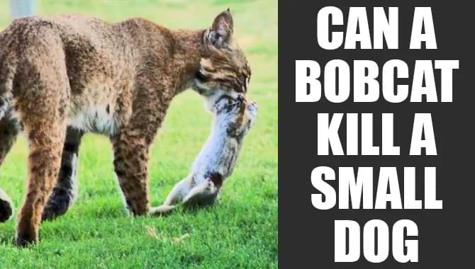 Can A Bobcat Kill A Small Dog? Situation Explained