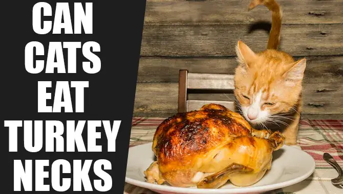 Can Cats Eat Turkey Necks? – Your Complete Guide