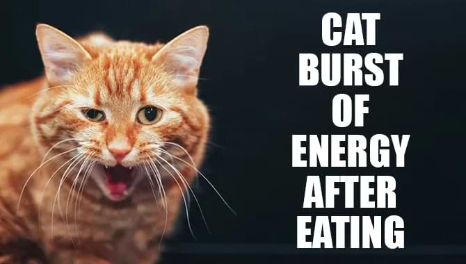 Cat Burst Of Energy After Eating – What To Do?