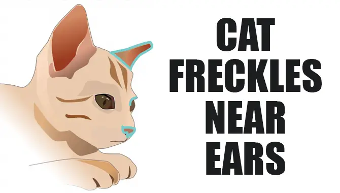 Cat Freckles Near Ears