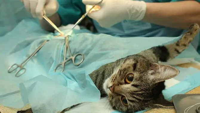 Cat's Sides Sunken In After Spaying