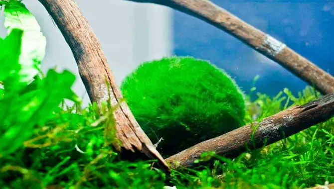 Color Change Of Moss Ball