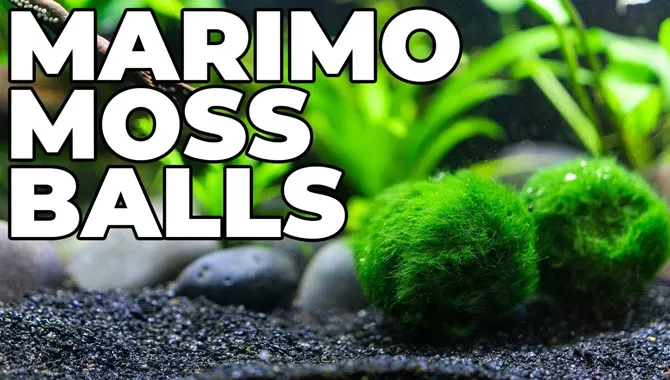 Dead Moss Ball – Everything You Should Know