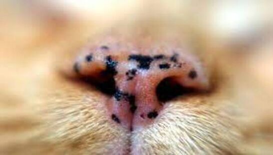 Diagnosis of Cat Freckles