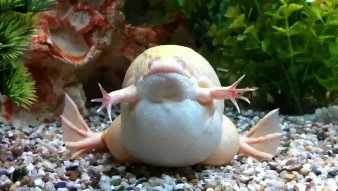 Obese Axolotl Diet