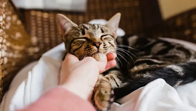 Do Cats Touch You When They Sleep To Ensure You Won't Go