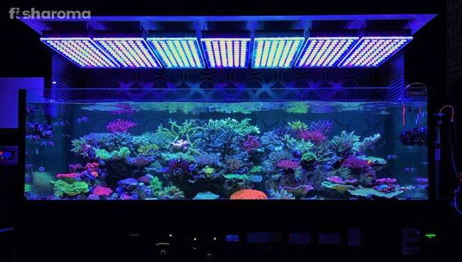 Do LED Lights Cause Algae Growth In Aquariums?