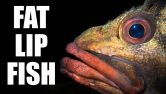 Everything You Should Know About Fat Lip Fish