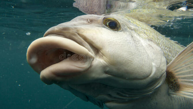 Fat Lip Fish Diet