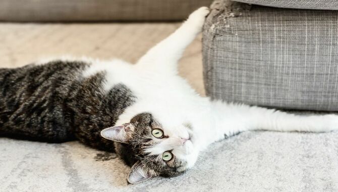 How Can I Discourage My Cat From Other Behaviors