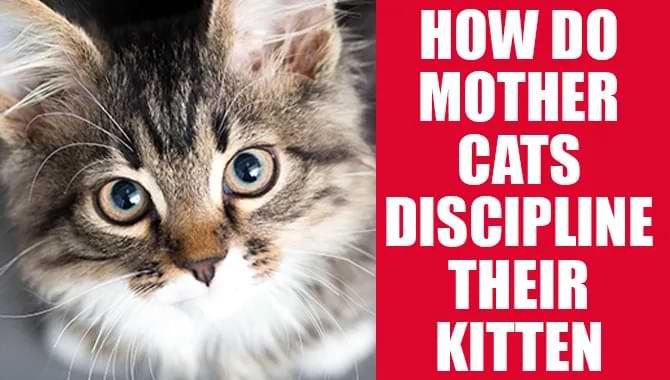 How Do Mother Cats Discipline Their Kitten? Explained