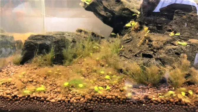 How Do You Identify Brown Algae