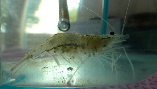 How Do You Know When Your Amano Shrimp Is About To Give Birth