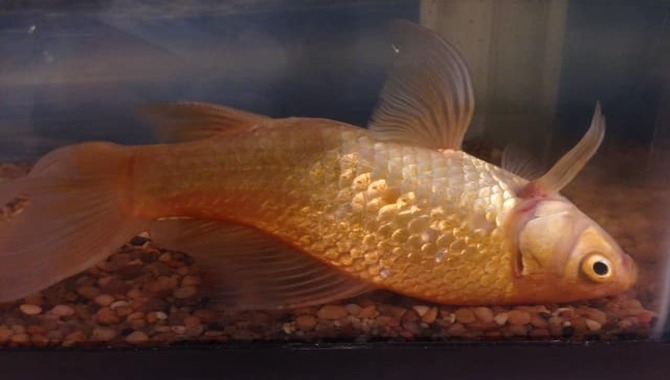 How Do You Treat The Different Conditions That Cause Swim Bladder Disorder