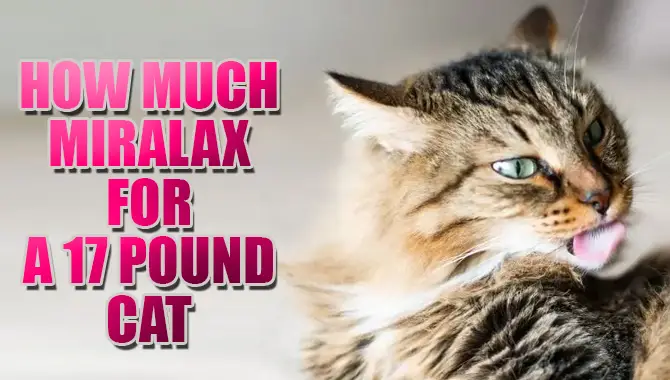 How Much Miralax For A 17 Pound Cat? – Explained
