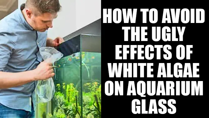 How To Avoid The Ugly Effects Of White Algae On Aquarium Glass!