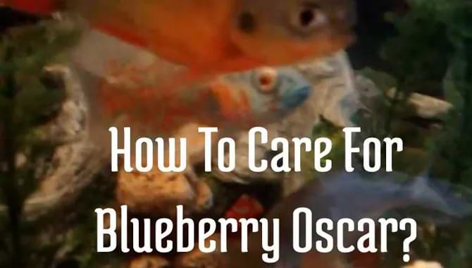 How To Care for Blueberry Oscar