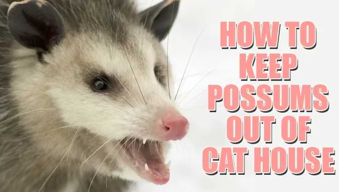 How To Keep Possums Out Of Cat House? [Easy Guideline]