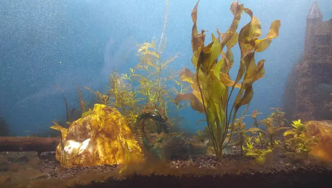 How To Limit Brown Algae Growth