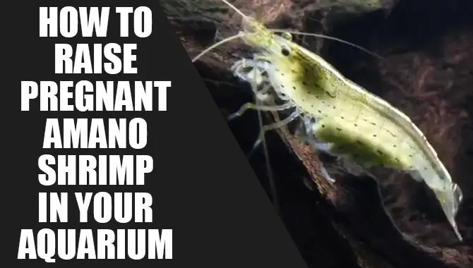 How To Raise Pregnant Amano Shrimp In Your Aquarium
