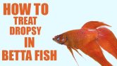 How To Treat Dropsy In Betta Fish