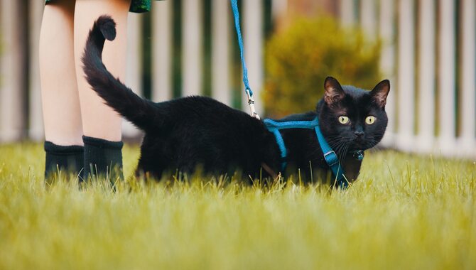 How Often Does Mother Cats Teach Kittens to Walk on Leash