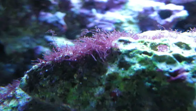 How To Remove Purple Algae From A Fish Tank