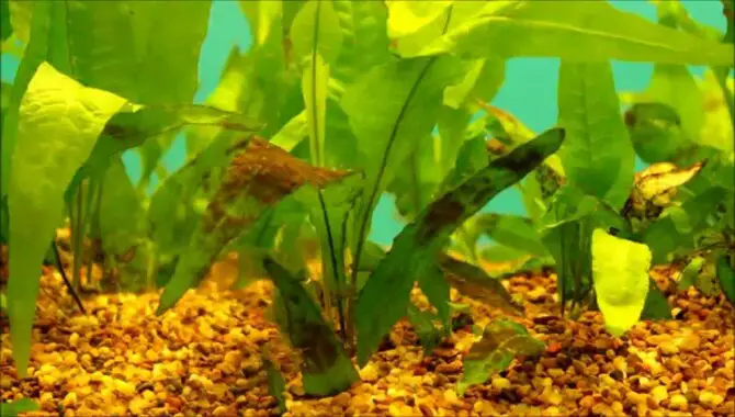 Is Algae Bad For A Fish Tank