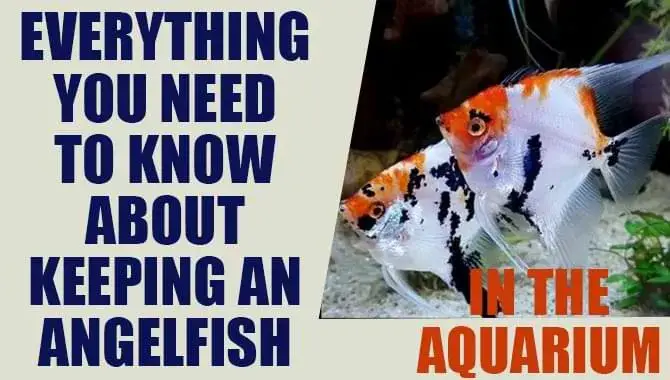 Everything You Need To Know About Keeping An Angelfish In The Aquarium!