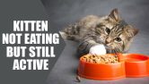 Kitten Not Eating But Still Active