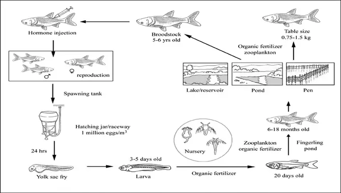 Life Cycle Of Fat Lip Fish