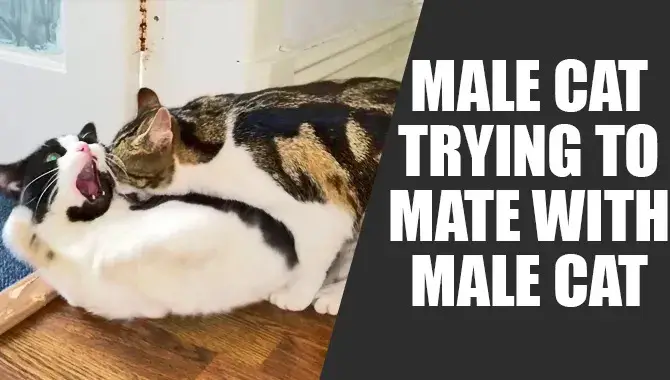 Male Cat Trying To Mate With Male Cat – What Should I Do?
