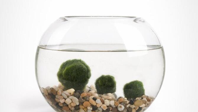 Moss Ball Takecare