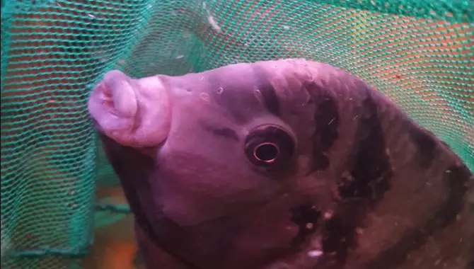 Fat Lip Fish Origin