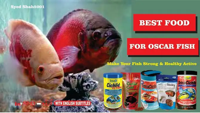 Oscar Fish Food For Color
