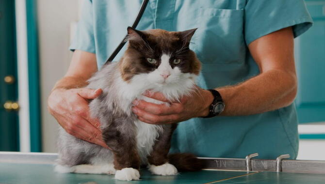 Overdose Can Cause Gastrointestinal Issues For Cats