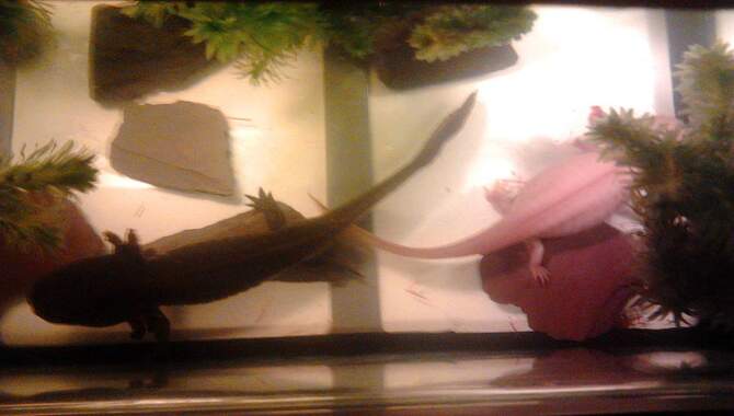 Obese Axolotl Pregnancy