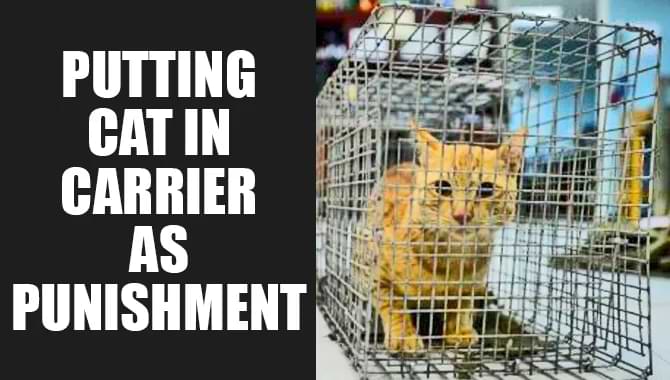 Putting Cat In Carrier As Punishment – Is That Right?