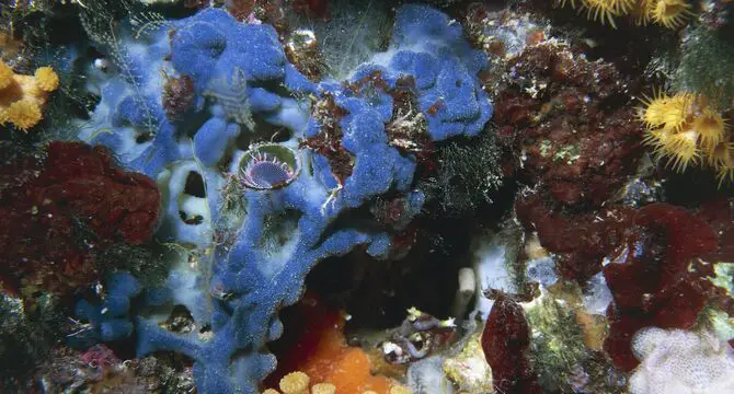 Reason Behind Purple Algae In A Fish Tank