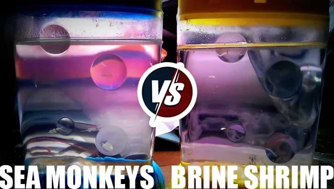 Sea Monkeys Vs Brine Shrimp- Which Is Better?