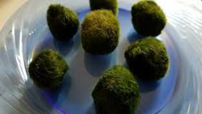 Signs Of A Dying Marimo Moss Ball