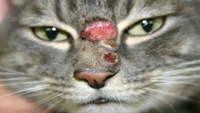 Signs Of Skin Conditions In Cats